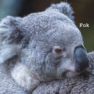 Meet your Posher, Florence